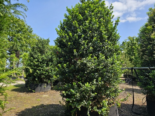Ilex meservae 'Blue Princess' met bes
