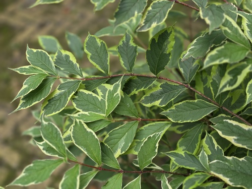 Weigela florida 'Nana Variegata'
