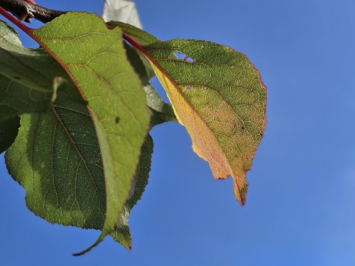 Abrikoos 'Hongaarse' - Prunus armeniaca 'Hongaarse'