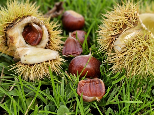 Castanea sativa 'Lyon'