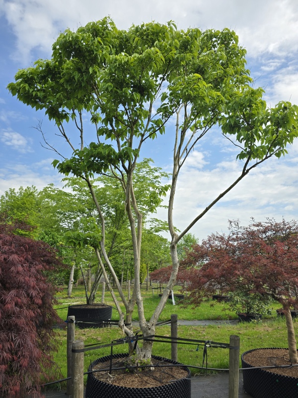 Sieben-Söhne-des-Himmels-Baum