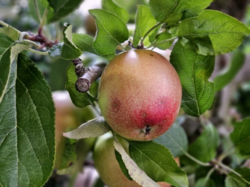 Appel 'Braeburn' - Malus domestica 'Braeburn'
