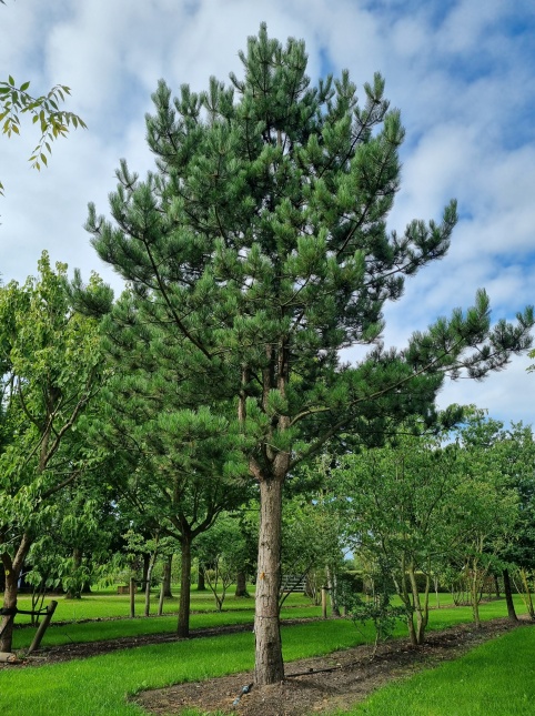 Oostenrijkse Den - Pinus nigra subsp. nigra