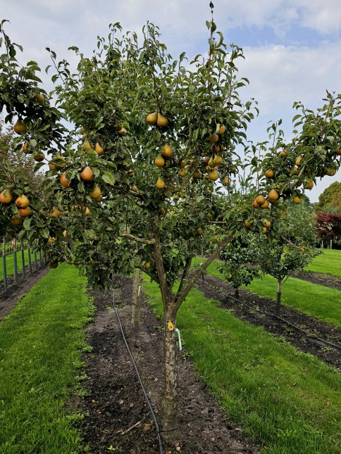 Pyrus communis 'Gieser Wildeman' Stoofpeer