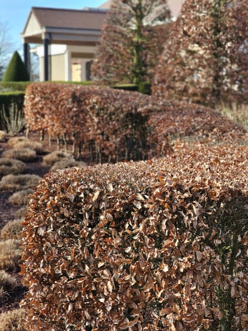 Fagus sylvatica groene beukenhaag winterbeeld