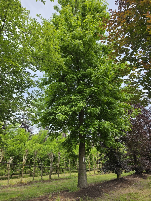 Amberboom