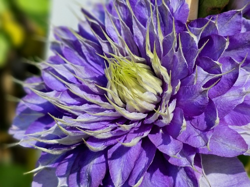 Bosrank 'Multi Blue' klimplanten met paars blauwe gevulde bloem