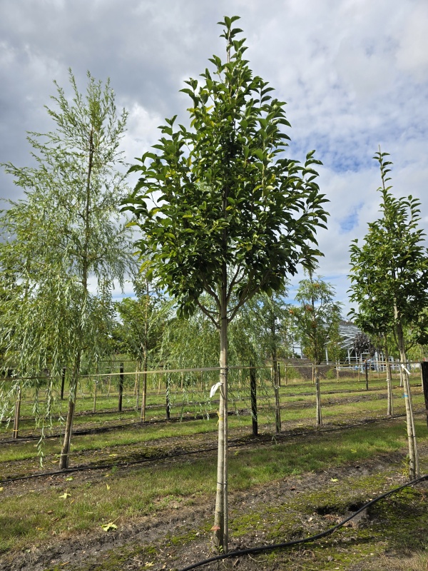 Magnolia 'Wada's Memory'