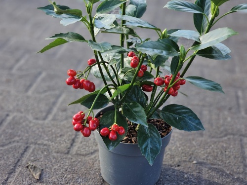 Broodboom 'Rozannie' met vuurrode winterbessen