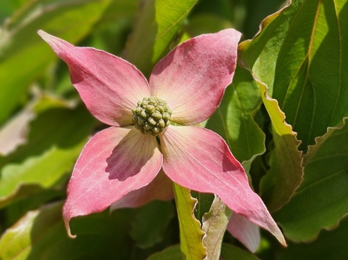 Cornus kousa 'Beni Fuji'  bloei roze.  mei