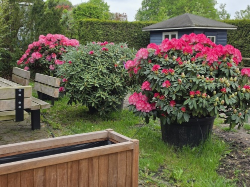 Rododendron 'Fantastica' bloeit begin mei