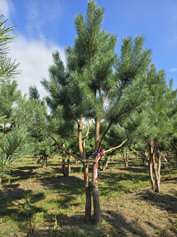 Waldkiefer