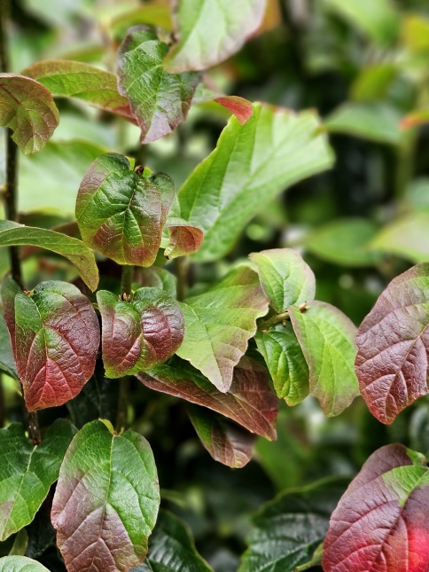 Parrotia Persian Spire zomerblad
