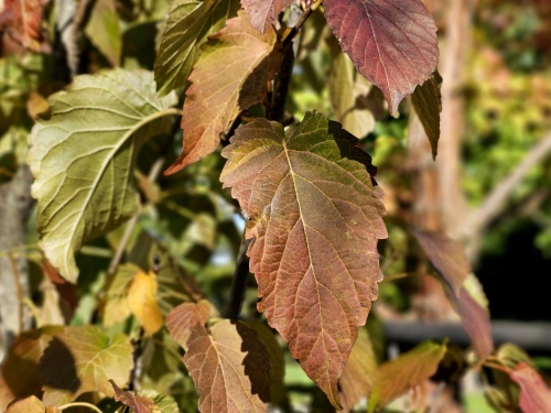 Vaantjesboom 'Vilmoriniana' herfstverkleuring fase 1