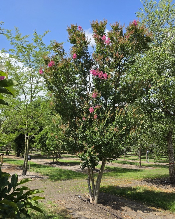 Lagerstroemia indica 'Rosea'