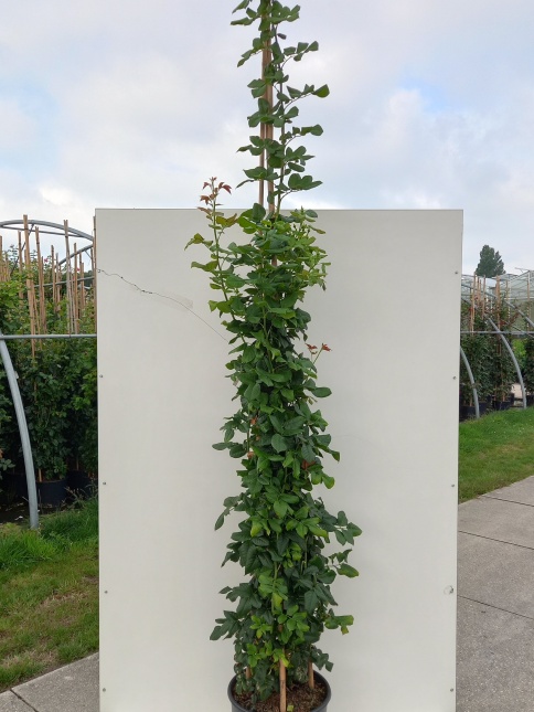 'Uetersener Klosterrose'