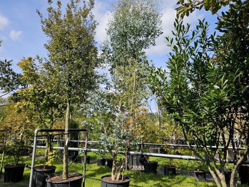 Eucalyptus gunnii bladhoudende struik - boom