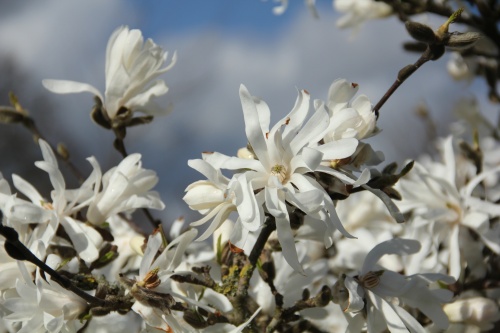 Stermagnolia - Magnolia stellata