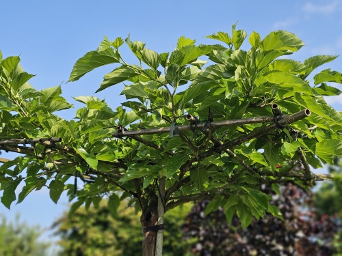 Morus alba 'Fruitless'  dakvormen november 2024