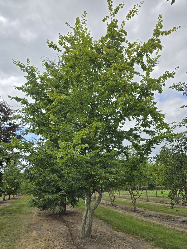 Haagbeuk