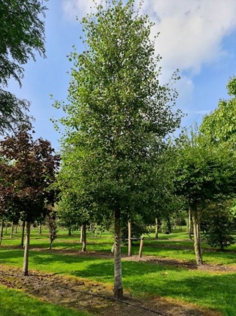 Ratelpopulier - Populus tremula