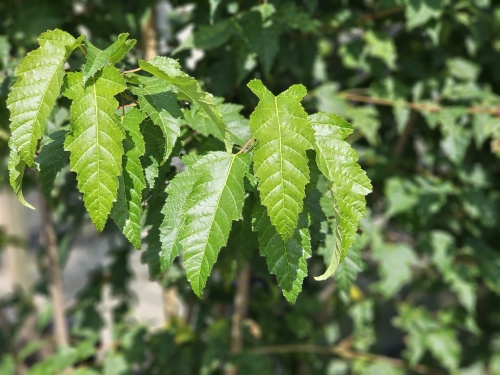 Esdoorn - Acer tataricum subsp. ginnala