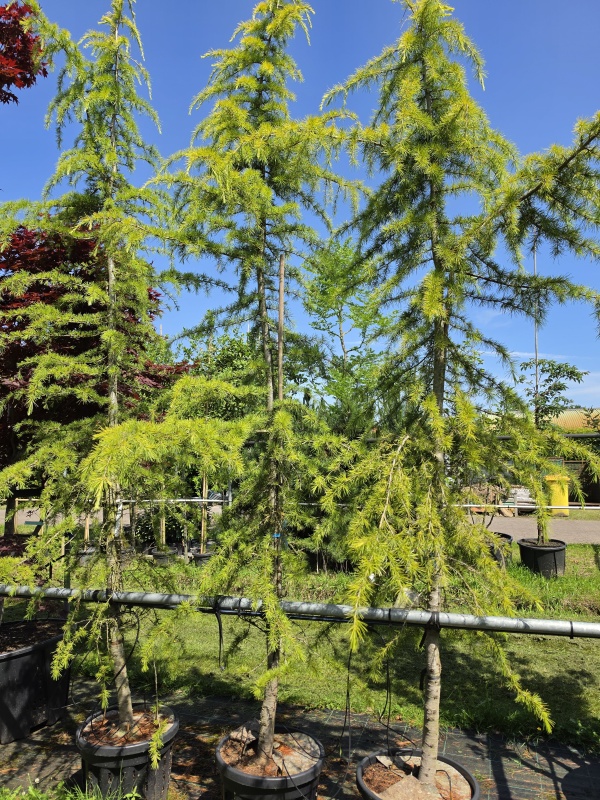 Wintergroene Ceder met geel-groene naalden