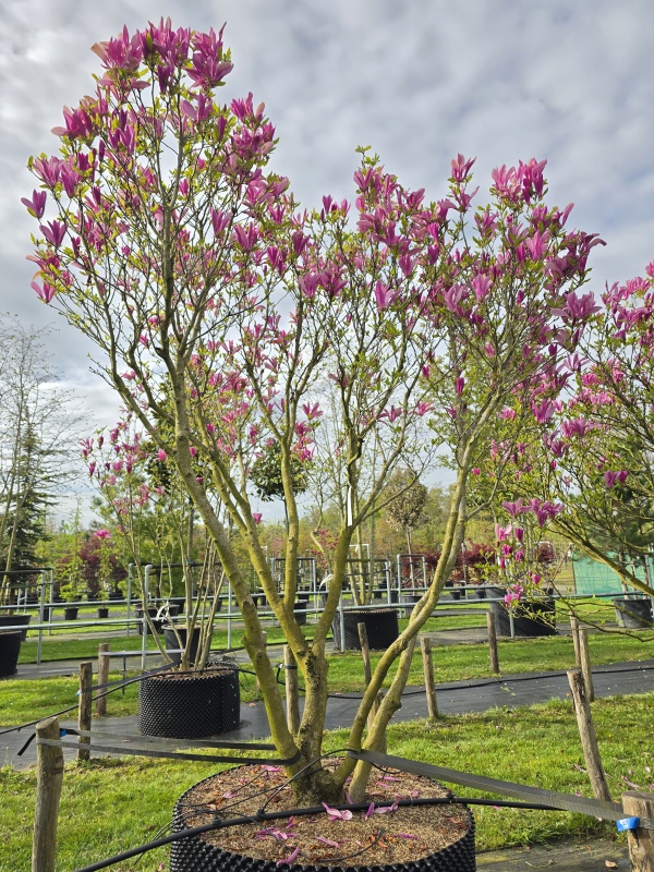 Magnolia 'Susan'