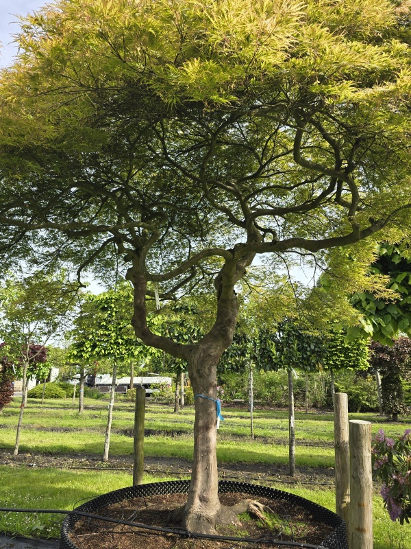 Japanischer Ahorn
