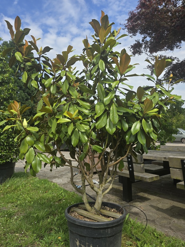 Groenblijvende Magnolia