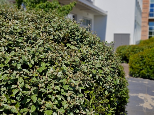 wintergroene olijfwilg met grijsgroen blad
