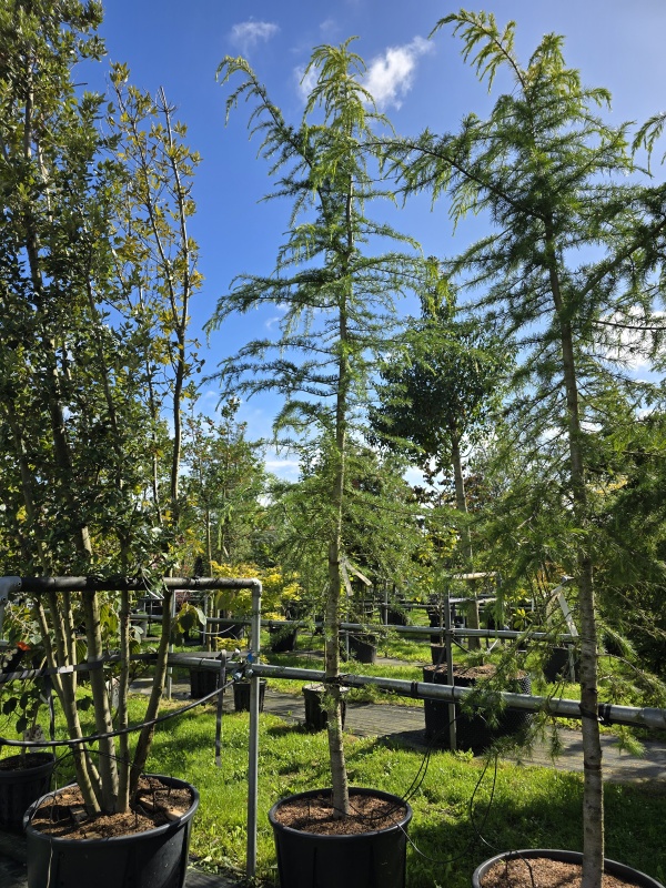 Ceder met geel-groene naalden