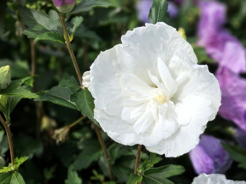 Altheastruik 'William R. Smith' - Hibiscus syriacus 'William R. Smith'