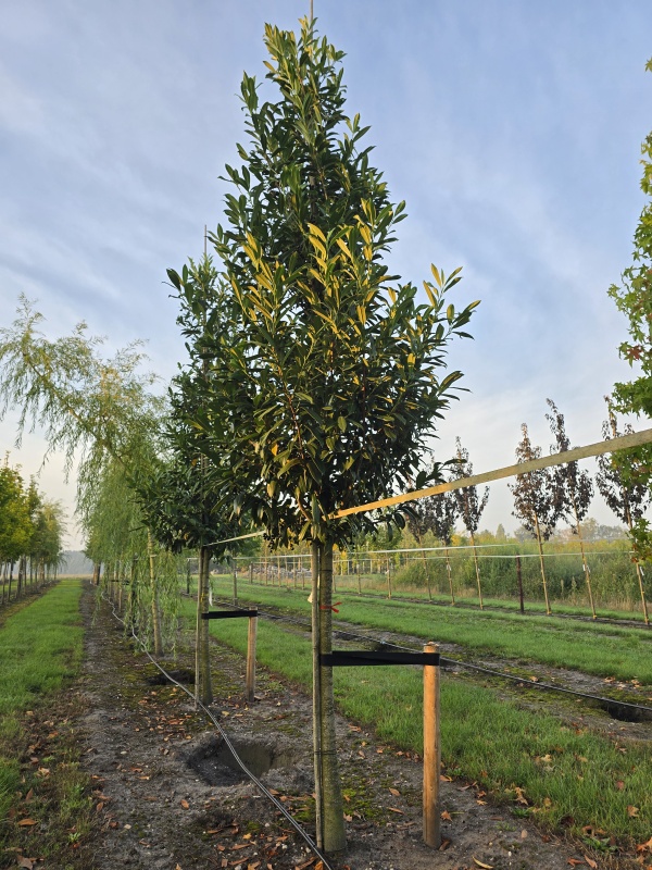 Laurierkers 'Caucasica'