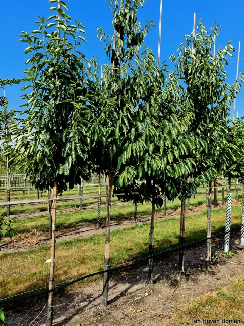 Diospyros lotus, Lotusboom, dadelpruim