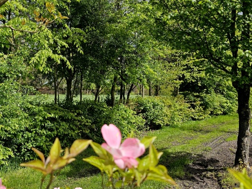 Gemengde haag met doorkijk naar het achterliggende landschap