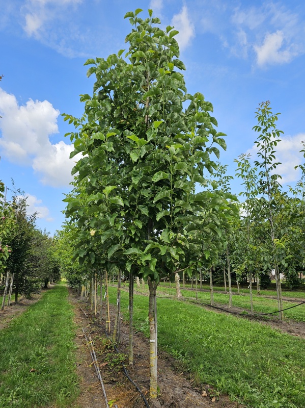 Magnolia 'Yellow Bird' hoogstamboom
