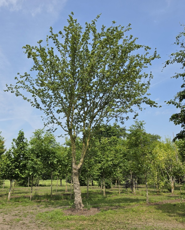 Veldesdoorn, Spaanse aak