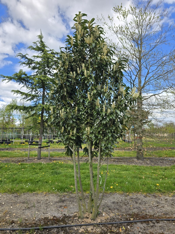 Laurierkers 'Caucasica'
