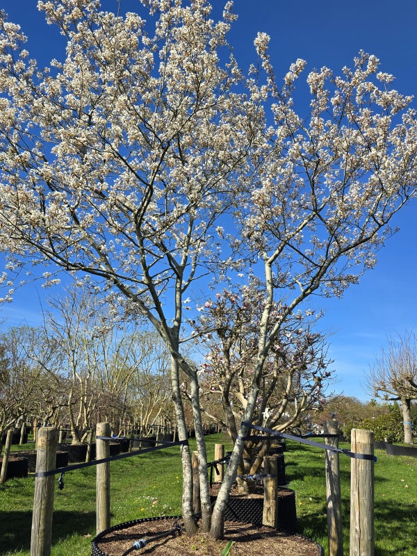 Johannisbeerbaum