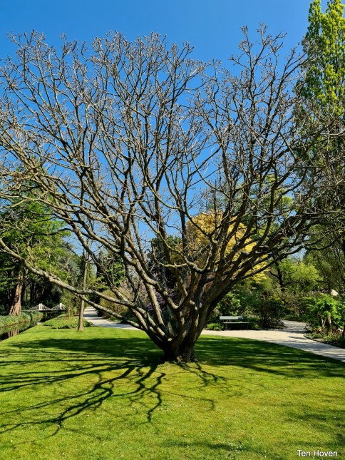 Quercus pontica veterane boom arboretum Trompenburg