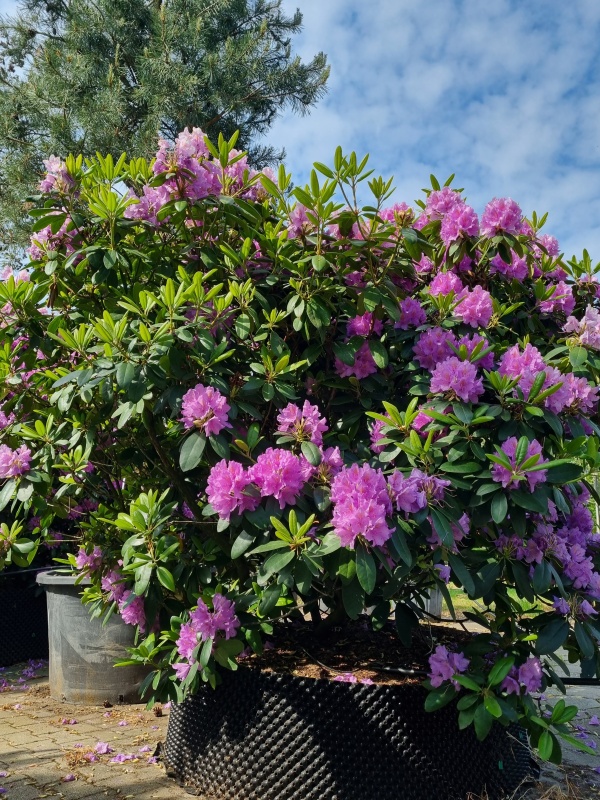 Rhododendron