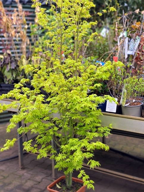 Acer palmatum going green