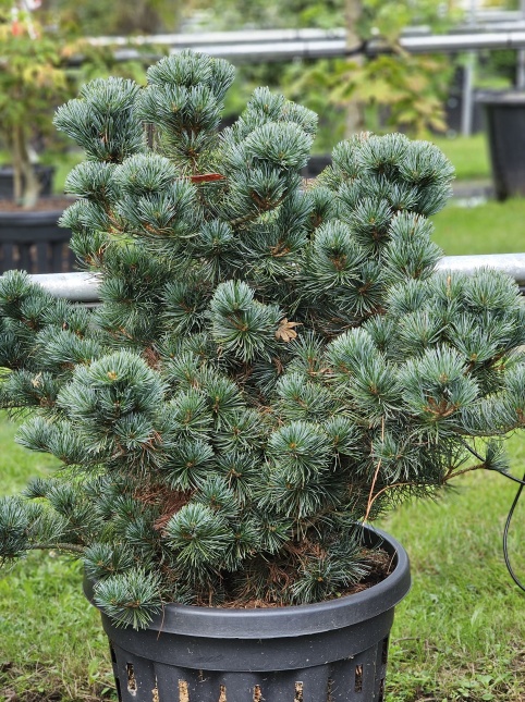 Japanse witte den 'Negishi'