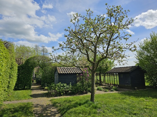 Appel 'Notarisappel' als hoogstamboom in landelijke tuin.  Aangeplant door Ten Hoven Bomen.