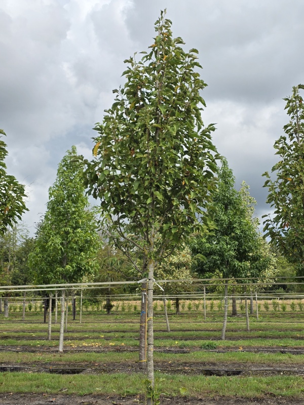 Magnolia Heaven Scent
