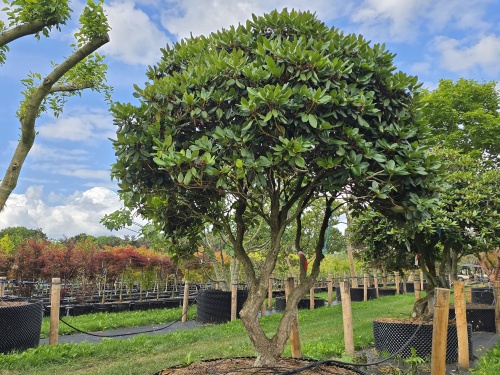 Rhododendron 'Progres' meerstammig