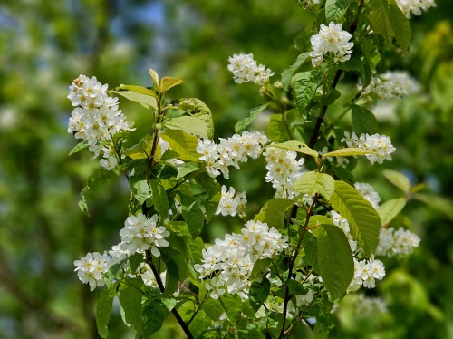 Europese Vogelkers, prunus padus bloei in april