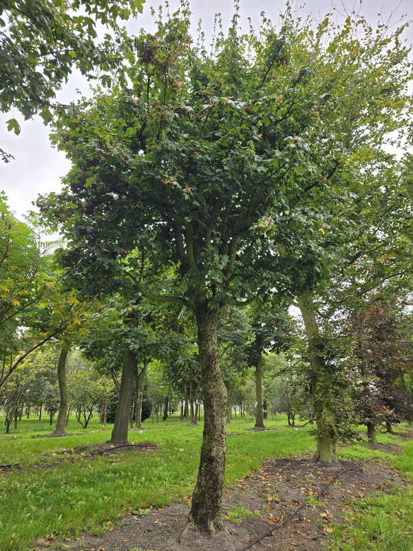 Veldesdoorn als vogelboom