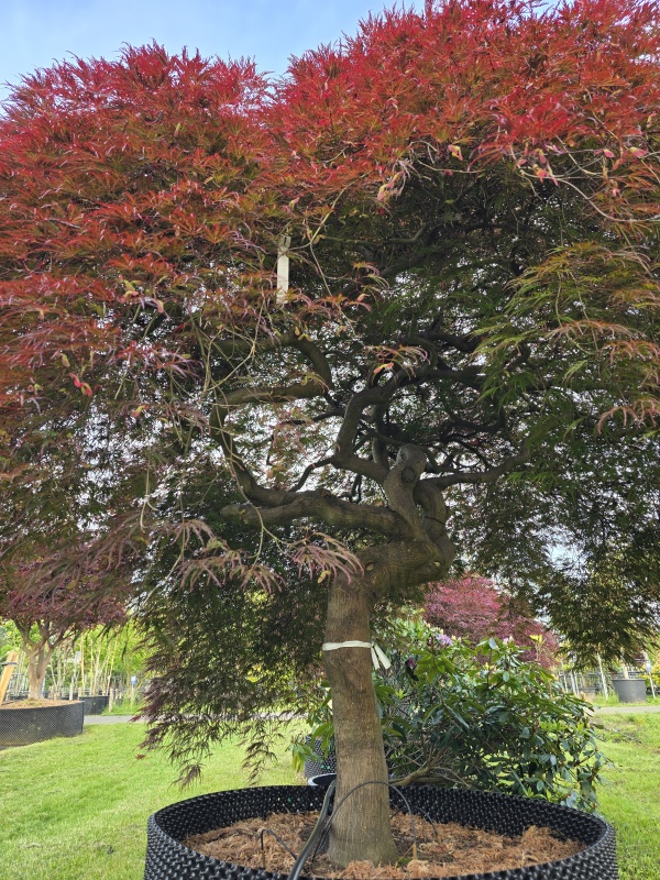 Japanse esdoorn